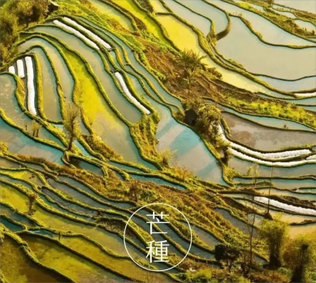 芒种小麦覆陇黄,静候新麦添酒香 芒种小麦覆陇黄,静候新麦添酒香