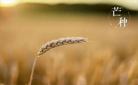 芒种小麦覆陇黄,静候新麦添酒香 芒种小麦覆陇黄,静候新麦添酒香