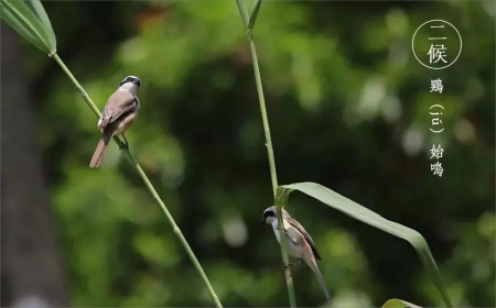 芒种小麦覆陇黄,静候新麦添酒香 芒种小麦覆陇黄,静候新麦添酒香