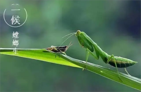 芒种小麦覆陇黄,静候新麦添酒香 芒种小麦覆陇黄,静候新麦添酒香